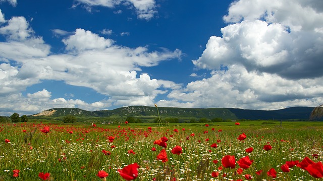 Poppy Field