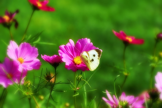 butterfly in the field