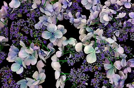 hydrangea-758143__180